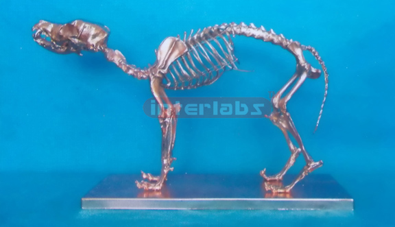 COPPERISED DOG SKELETON MODEL WITH BASE